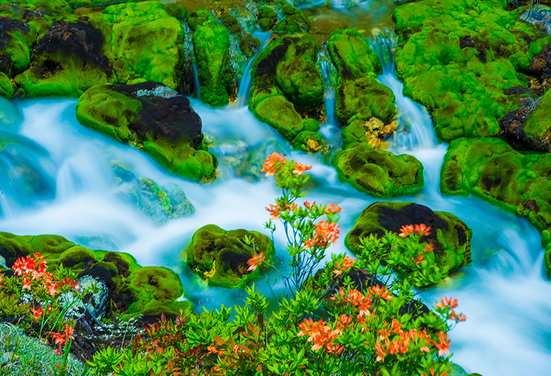 チャツボミゴケ