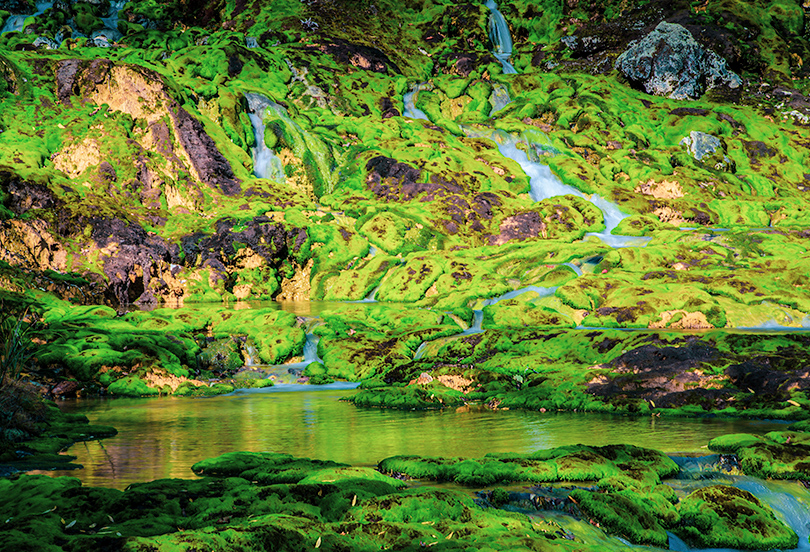 チャツボミゴケ