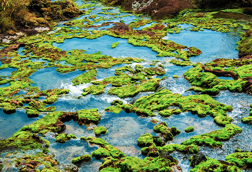 チャツボミゴケ