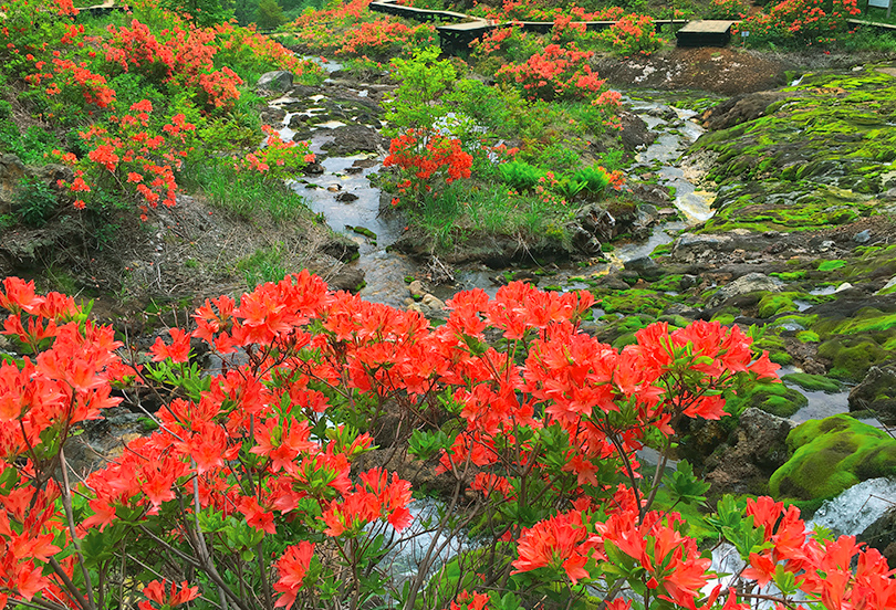 芳ヶ平湿地郡